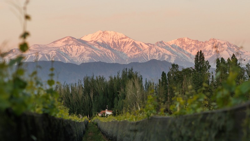Finca Bandini lanza dos nuevos íconos Cabernet desde Las Compuertas